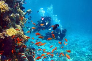 Scuba Diving 34